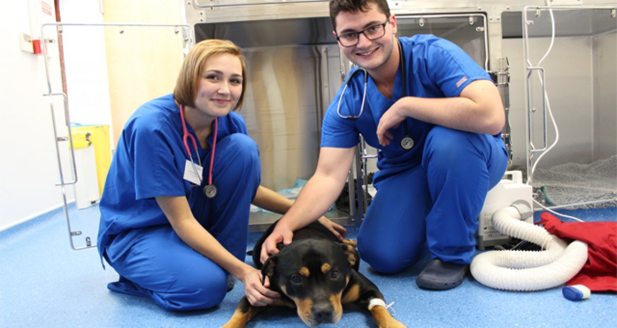 STUDY VETERINARY MEDICINE IN UKRAINE 20232024 UKRAINIAN ACADEMIES